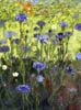 09 Cornflowers